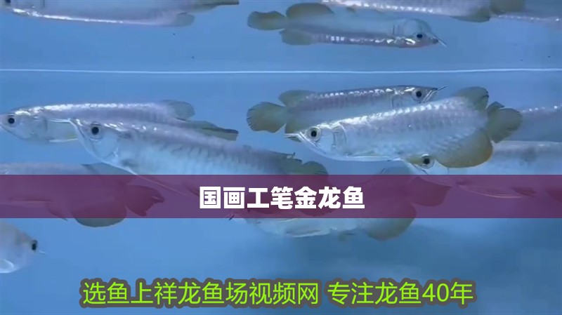 國畫工筆金龍魚