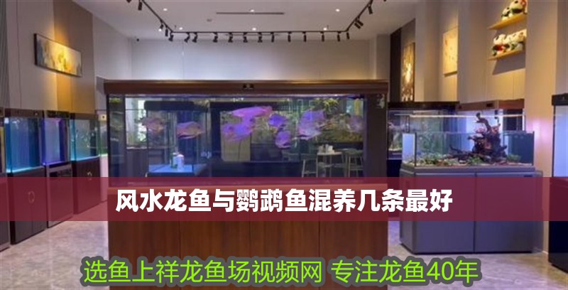 風(fēng)水龍魚與鸚鵡魚混養(yǎng)幾條最好