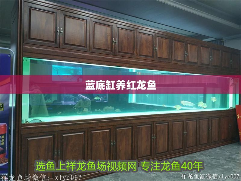藍(lán)底缸養(yǎng)紅龍魚