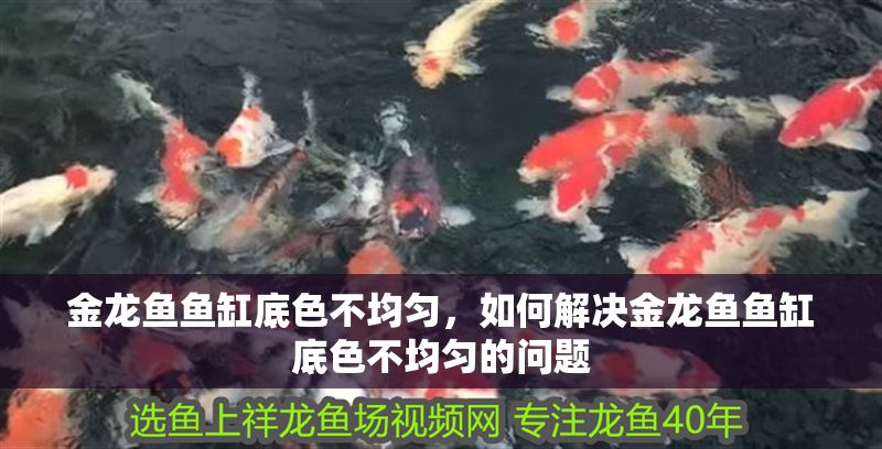 金龍魚魚缸底色不均勻，如何解決金龍魚魚缸底色不均勻的問題