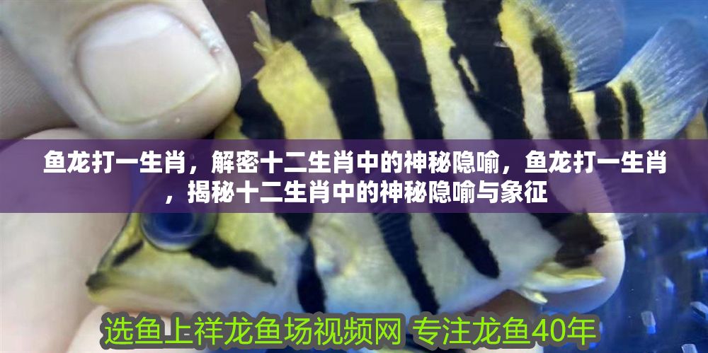 魚龍打一生肖，解密十二生肖中的神秘隱喻，魚龍打一生肖，揭秘十二生肖中的神秘隱喻與象征