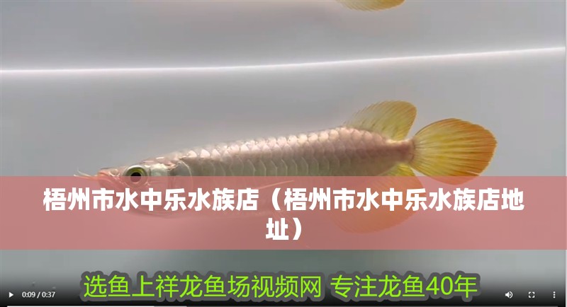 梧州市水中樂水族店（梧州市水中樂水族店地址）