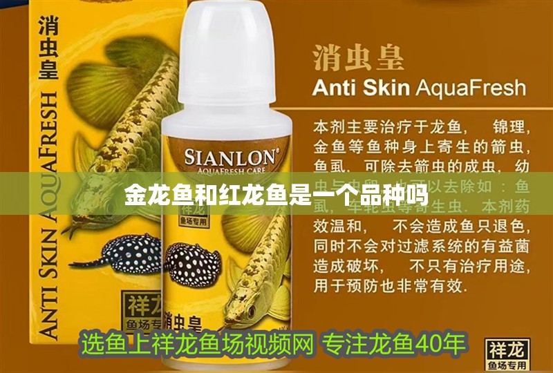 金龍魚和紅龍魚是一個品種嗎
