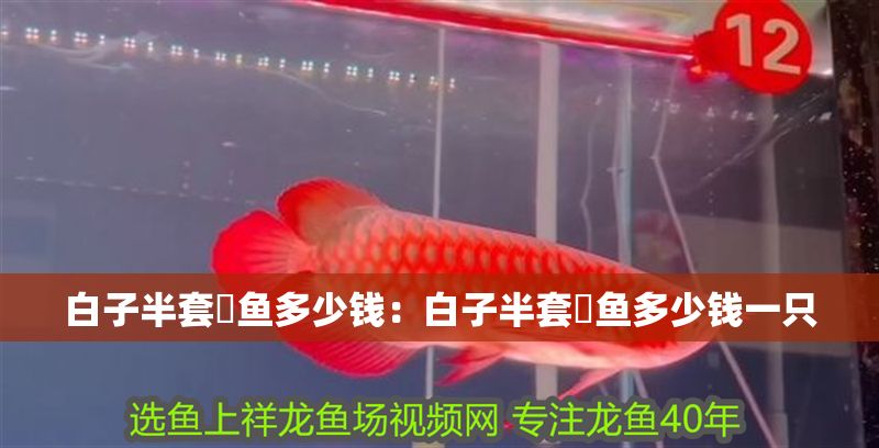 白子半套魟魚多少錢：白子半套魟魚多少錢一只