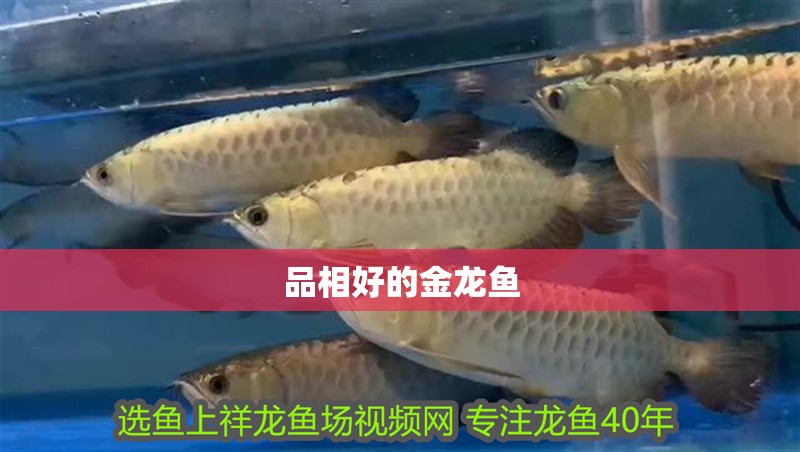 品相好的金龍魚