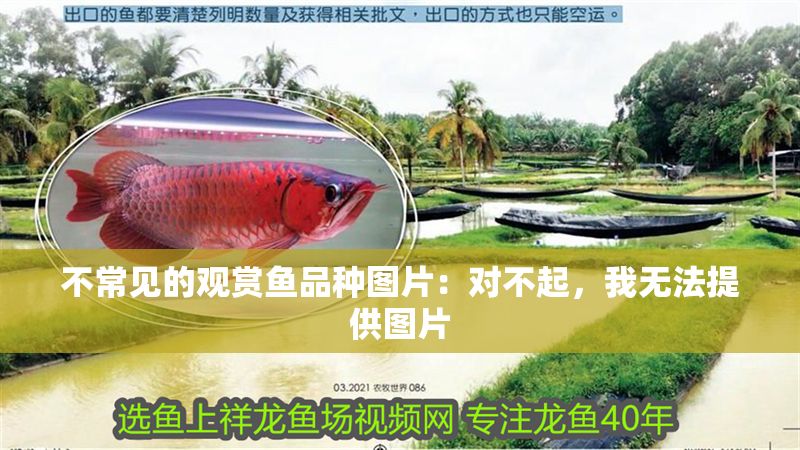 不常見的觀賞魚品種圖片：對不起，我無法提供圖片