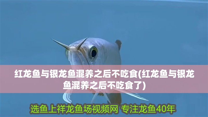 紅龍魚與銀龍魚混養之后不吃食(紅龍魚與銀龍魚混養之后不吃食了) 紅龍魚與銀龍魚混養之后不吃食(紅龍魚與銀龍魚混養之后不吃食了) 銀龍魚百科