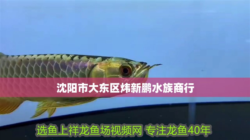 沈陽(yáng)市大東區(qū)煒新鵬水族商行