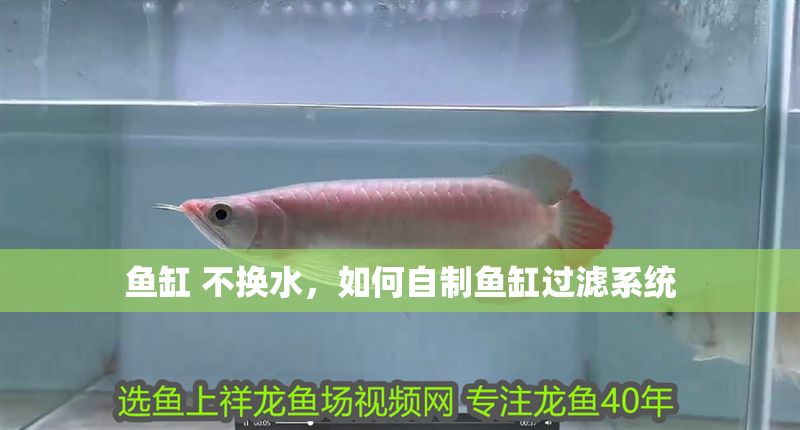 魚缸 不換水，如何自制魚缸過濾系統(tǒng)