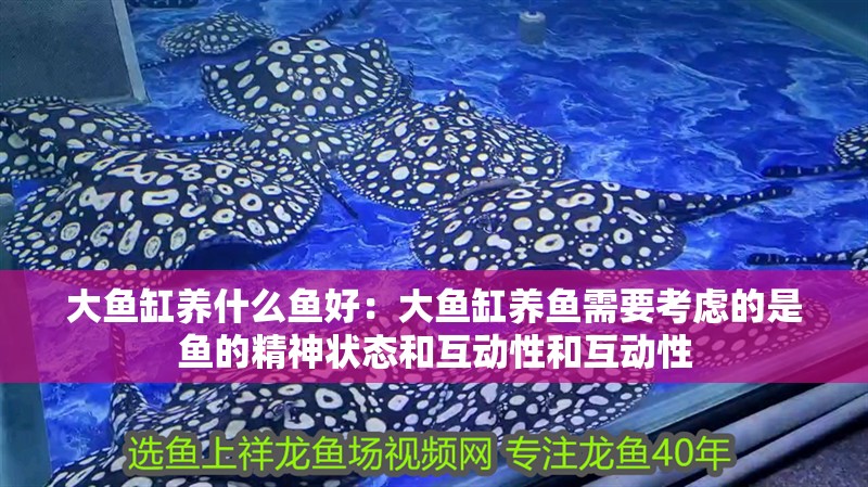 大魚缸養什么魚好：大魚缸養魚需要考慮的是魚的精神狀態和互動性和互動性