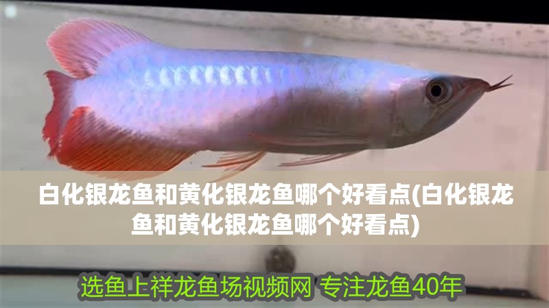 白化銀龍魚和黃化銀龍魚哪個(gè)好看點(diǎn)(白化銀龍魚和黃化銀龍魚哪個(gè)好看點(diǎn))