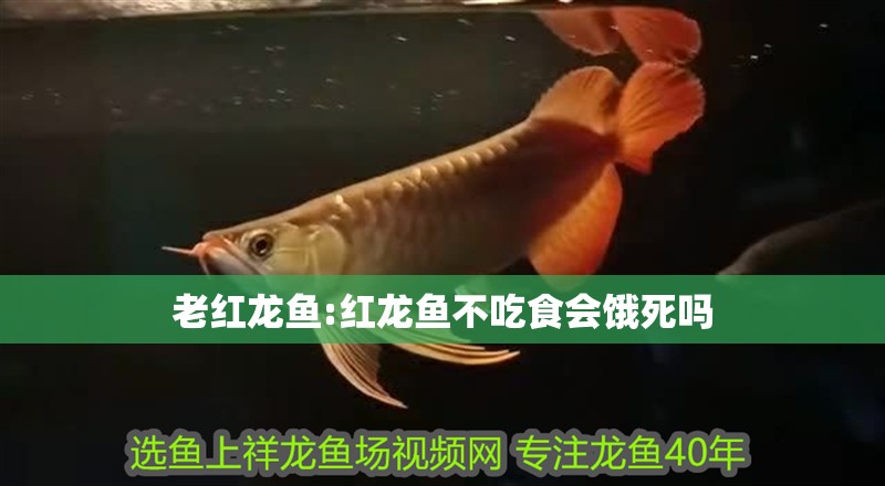 老紅龍魚:紅龍魚不吃食會餓死嗎