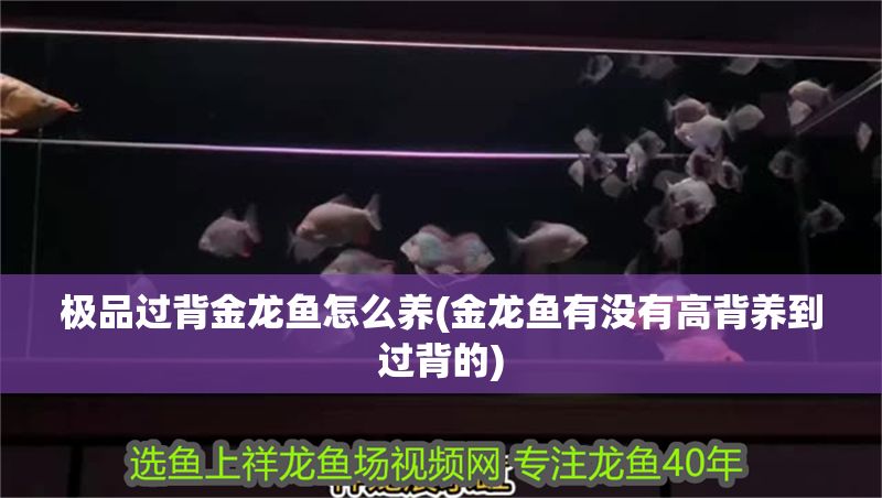 極品過背金龍魚怎么養(金龍魚有沒有高背養到過背的)
