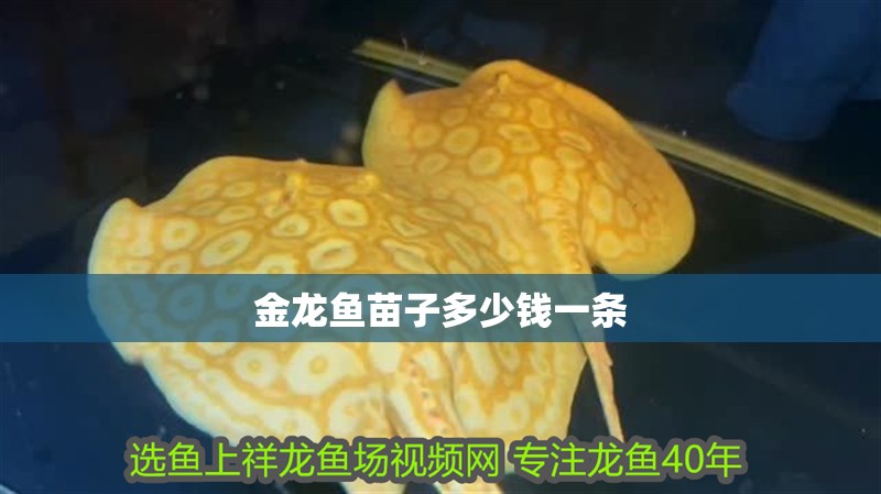 金龍魚苗子多少錢一條