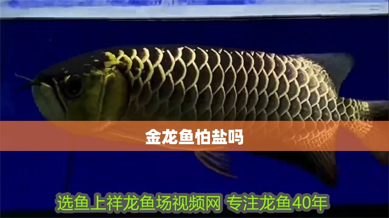 金龍魚怕鹽嗎
