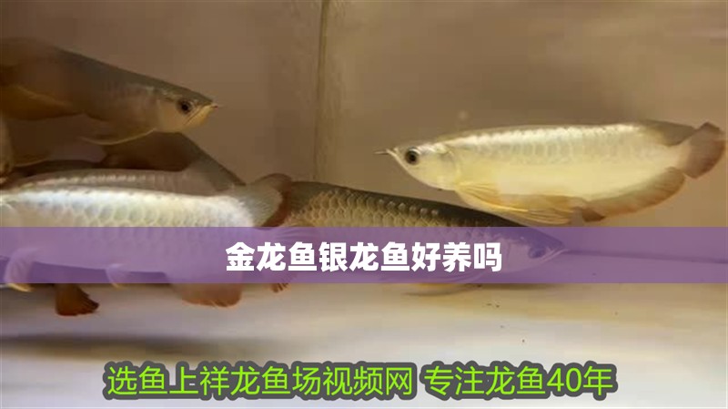 金龍魚銀龍魚好養(yǎng)嗎