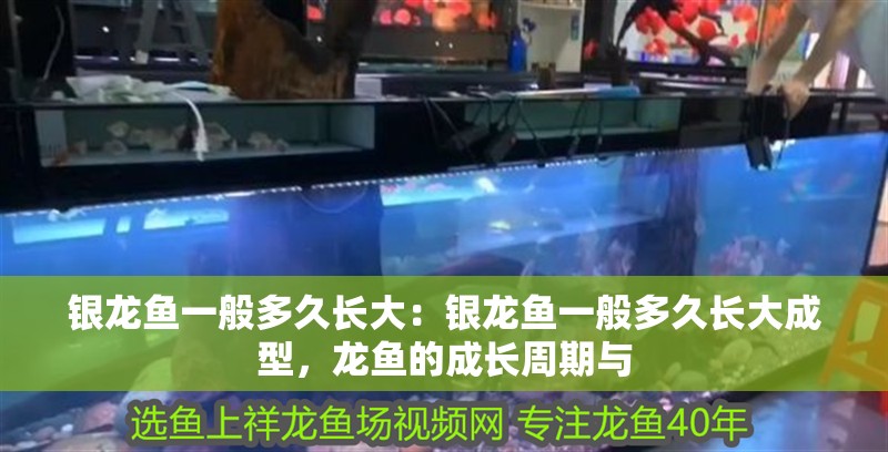 銀龍魚一般多久長(zhǎng)大：銀龍魚一般多久長(zhǎng)大成型，龍魚的成長(zhǎng)周期與