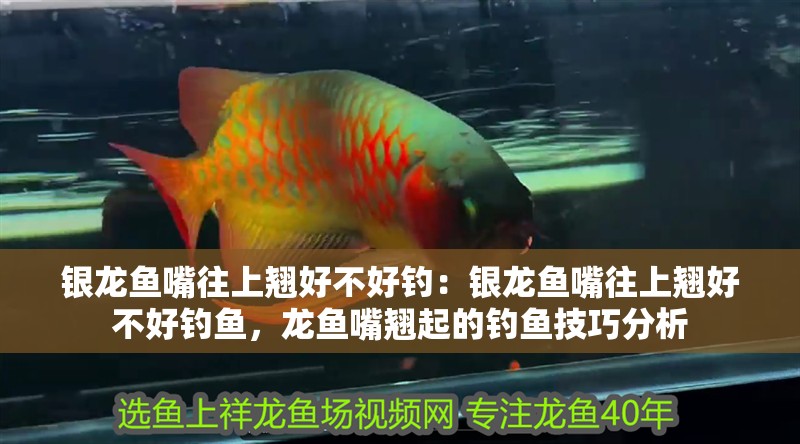 銀龍魚嘴往上翹好不好釣：銀龍魚嘴往上翹好不好釣魚，龍魚嘴翹起的釣魚技巧分析