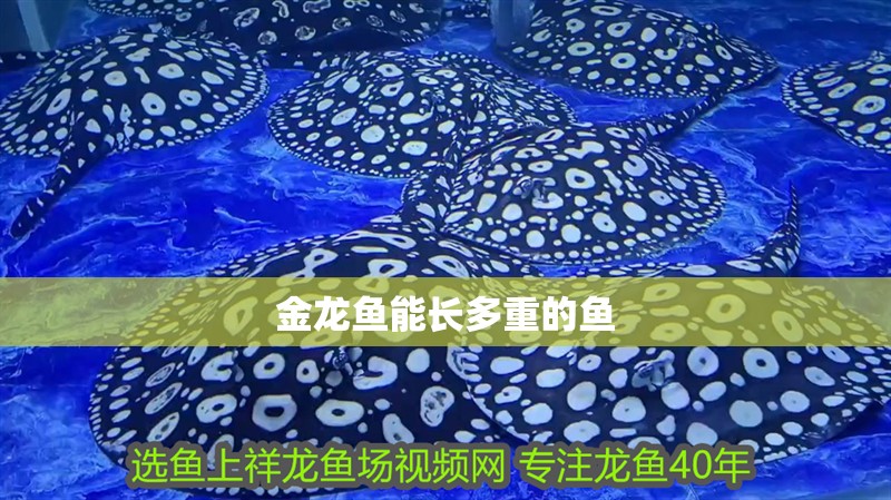 金龍魚能長多重的魚 金龍魚能長多重的魚 龍魚百科 第2張