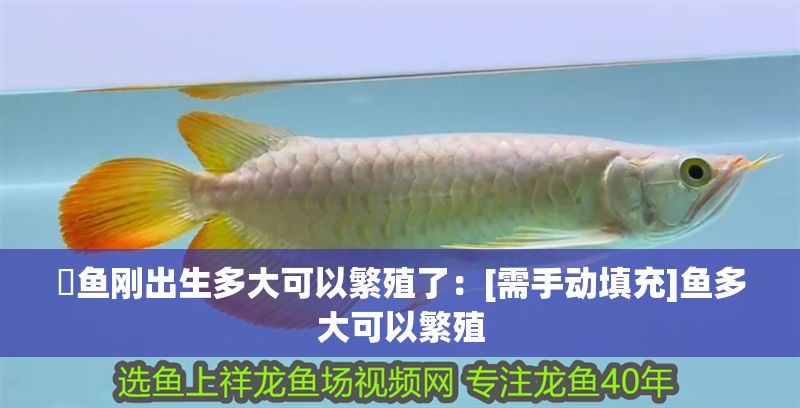 魟魚剛出生多大可以繁殖了：[需手動(dòng)填充]魚多大可以繁殖