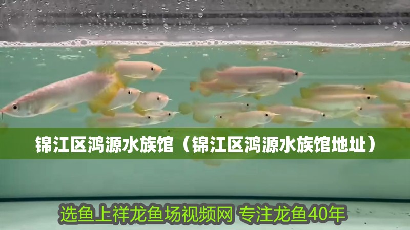 錦江區(qū)鴻源水族館（錦江區(qū)鴻源水族館地址）