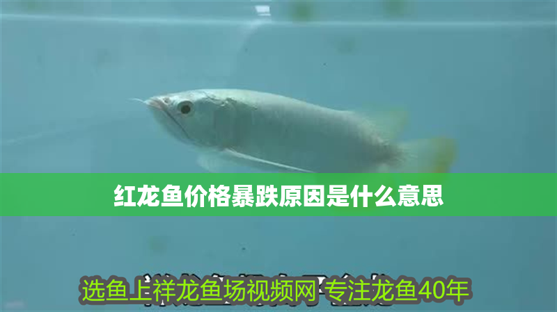 紅龍魚價格暴跌原因是什么意思
