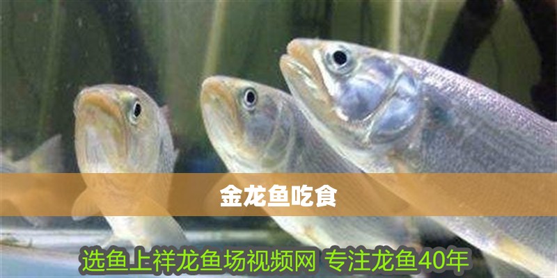 金龍魚吃食