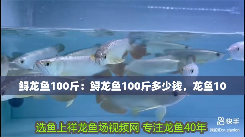 鱘龍魚100斤：鱘龍魚100斤多少錢，龍魚100