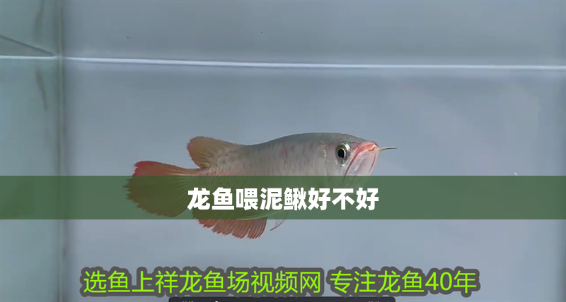 龍魚(yú)喂泥鰍好不好 龍魚(yú)百科 第3張 龍魚(yú)喂泥鰍好不好 龍魚(yú)喂泥鰍好不好 龍魚(yú)百科 第3張