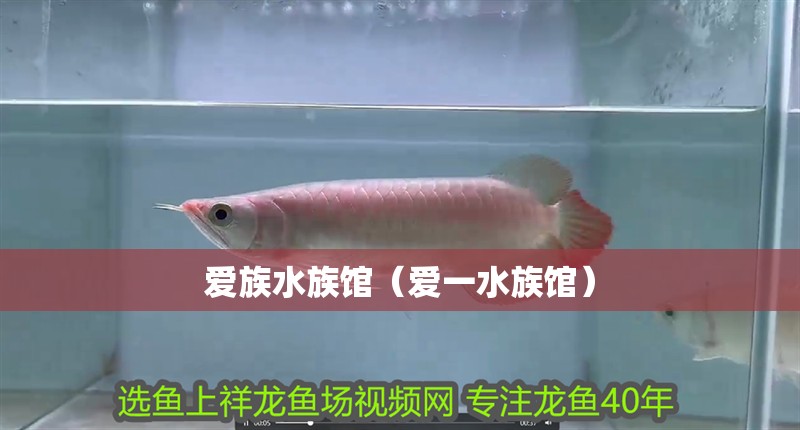 愛族水族館（愛一水族館）