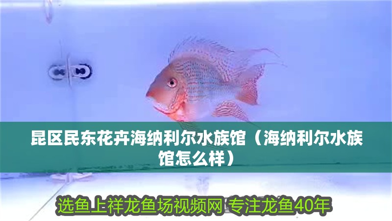 昆區民東花卉海納利爾水族館（海納利爾水族館怎么樣）