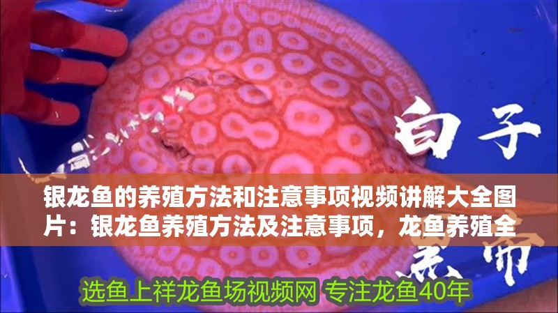 銀龍魚的養(yǎng)殖方法和注意事項視頻講解大全圖片：銀龍魚養(yǎng)殖方法及注意事項，龍魚養(yǎng)殖全攻略，視頻+圖片