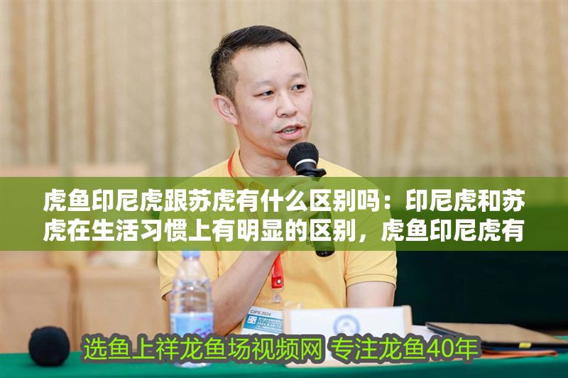 虎魚印尼虎跟蘇虎有什么區(qū)別嗎：印尼虎和蘇虎在生活習(xí)慣上有明顯的區(qū)別，虎魚印尼虎有什么區(qū)別