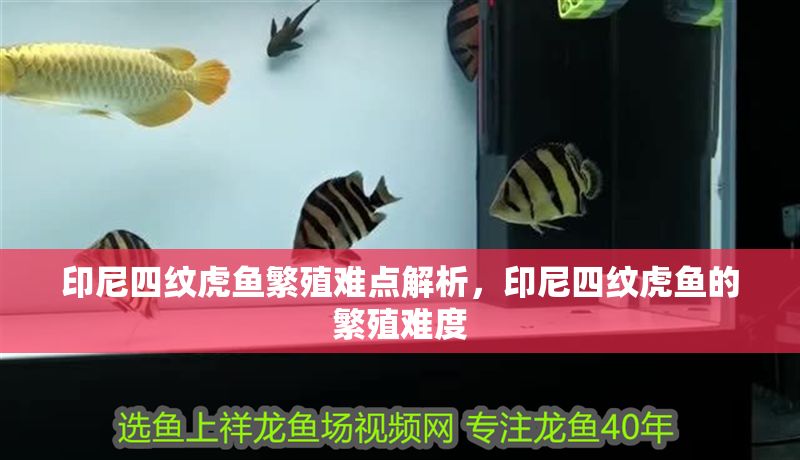 印尼四紋虎魚繁殖難點解析，印尼四紋虎魚的繁殖難度
