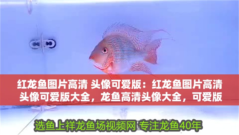 紅龍魚圖片高清 頭像可愛版：紅龍魚圖片高清 頭像可愛版大全，龍魚高清頭像大全，可愛版紅