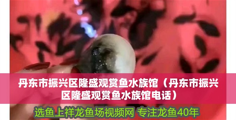 丹東市振興區(qū)隆盛觀賞魚水族館（丹東市振興區(qū)隆盛觀賞魚水族館電話）