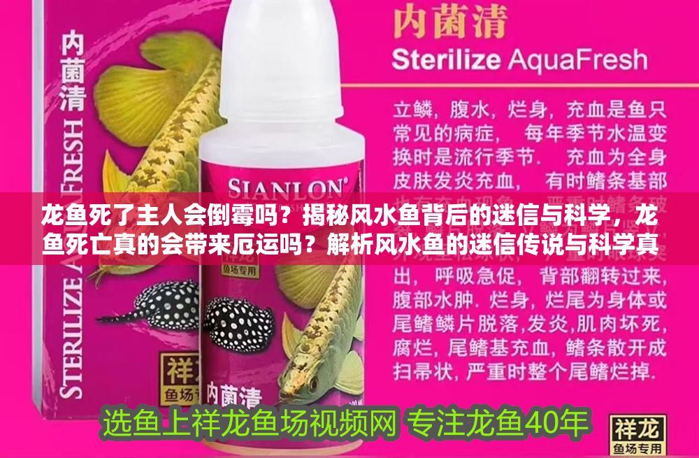 龍魚死了主人會倒霉嗎？揭秘風水魚背后的迷信與科學，龍魚死亡真的會帶來厄運嗎？解析風水魚的迷信傳說與科學真相