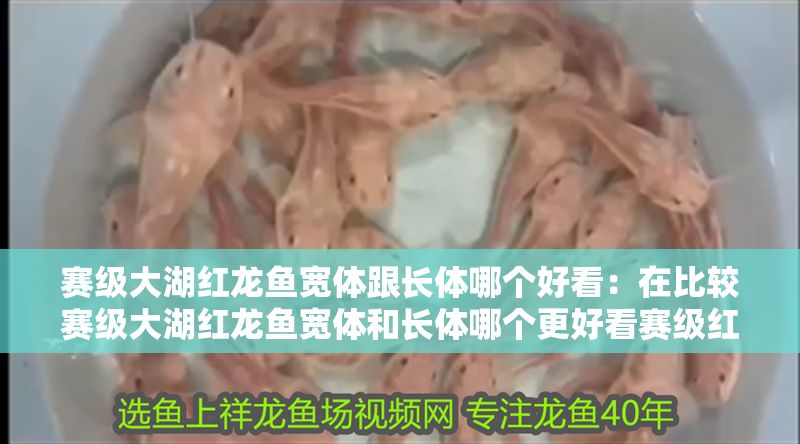賽級大湖紅龍魚寬體跟長體哪個好看：在比較賽級大湖紅龍魚寬體和長體哪個更好看賽級紅龍魚寬體與長體區別