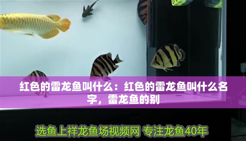 紅色的雷龍魚叫什么：紅色的雷龍魚叫什么名字，雷龍魚的別