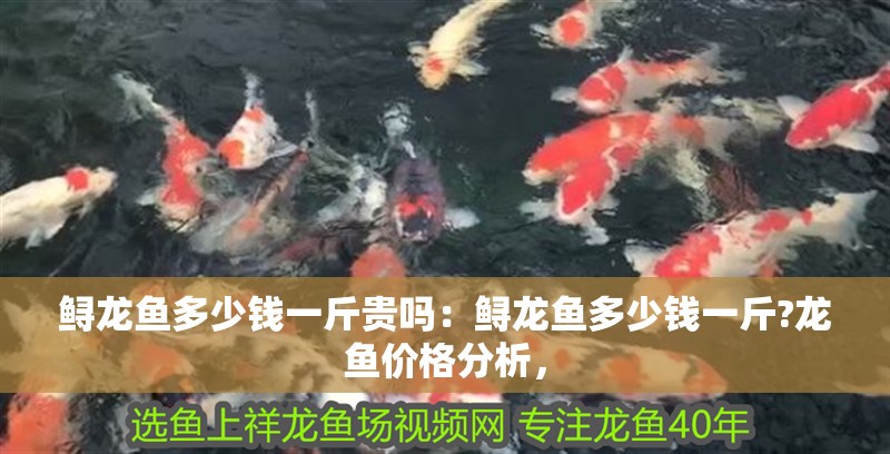 鱘龍魚多少錢一斤貴嗎：鱘龍魚多少錢一斤?龍魚價格分析，