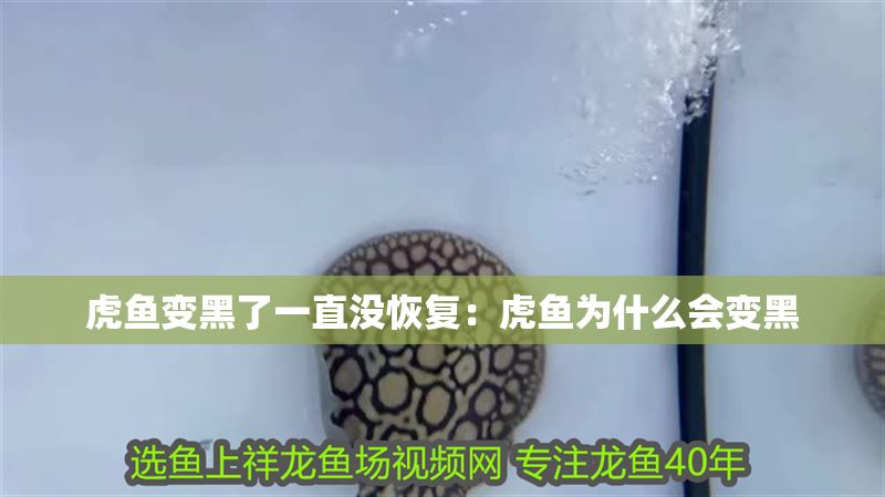 虎魚變黑了一直沒恢復(fù)：虎魚為什么會變黑