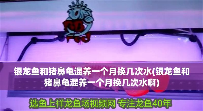 銀龍魚和豬鼻龜混養一個月換幾次水(銀龍魚和豬鼻龜混養一個月換幾次水啊)