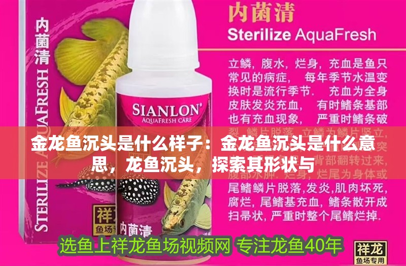 金龍魚沉頭是什么樣子：金龍魚沉頭是什么意思，龍魚沉頭，探索其形狀與