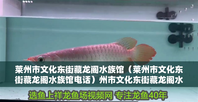萊州市文化東街藏龍閣水族館（萊州市文化東街藏龍閣水族館電話）州市文化東街藏龍閣水族館，探索神秘的水下