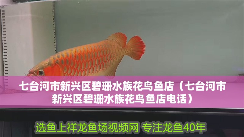 七臺河市新興區(qū)碧珊水族花鳥魚店（七臺河市新興區(qū)碧珊水族花鳥魚店電話）