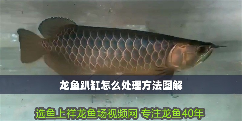 龍魚趴缸怎么處理方法圖解
