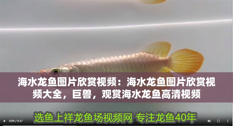 海水龍魚(yú)圖片欣賞視頻：海水龍魚(yú)圖片欣賞視頻大全，巨獸，觀賞海水龍魚(yú)高清視頻