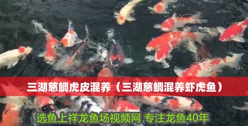 三湖慈鯛虎皮混養（三湖慈鯛混養蝦虎魚）
