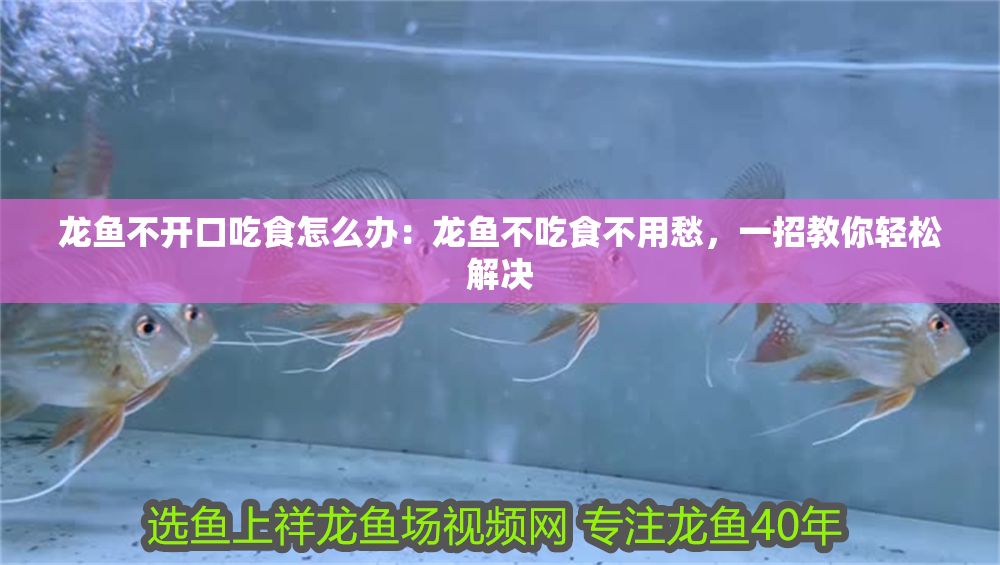 龍魚不開口吃食怎么辦：龍魚不吃食不用愁，一招教你輕松解決