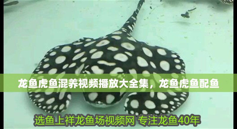 龍魚虎魚混養視頻播放大全集，龍魚虎魚配魚